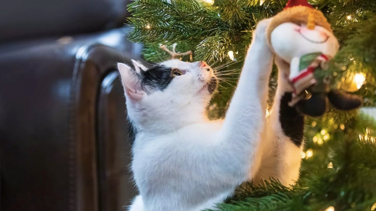 Illustration : "Un chat décide de voler les décorations de Noël du sapin de sa maison, pour le plus grand bonheur des internautes (vidéo)"