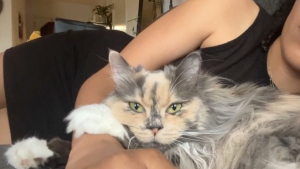 Illustration : Une chatte souffrante, dont personne ne voulait, devient la plus affectueuse des boules de poils une fois adoptée (vidéo)