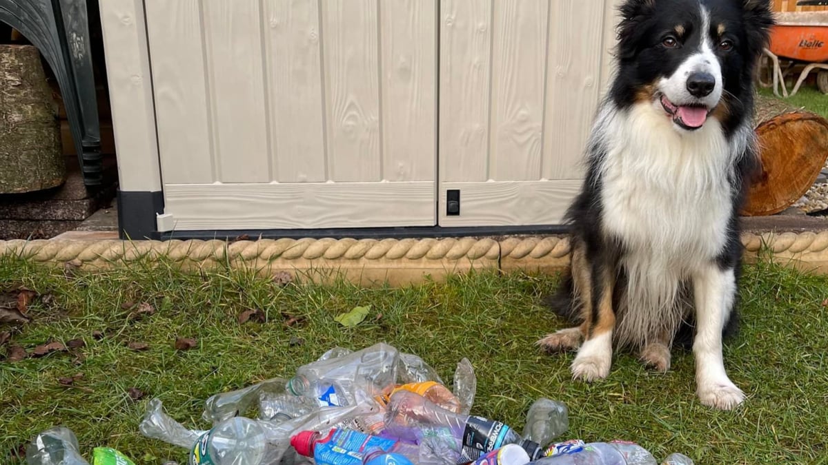 Illustration : "Chaque jour, ce « chien écolo » ramasse toutes les bouteilles en plastique jetées dans sa commune"