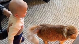Illustration : La première rencontre entre ce chat et un bambin déborde de tendresse (vidéo)