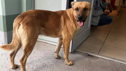 Illustration : Un chien se lance à la recherche de son maître âgé, disparu dans le désert depuis 7 jours