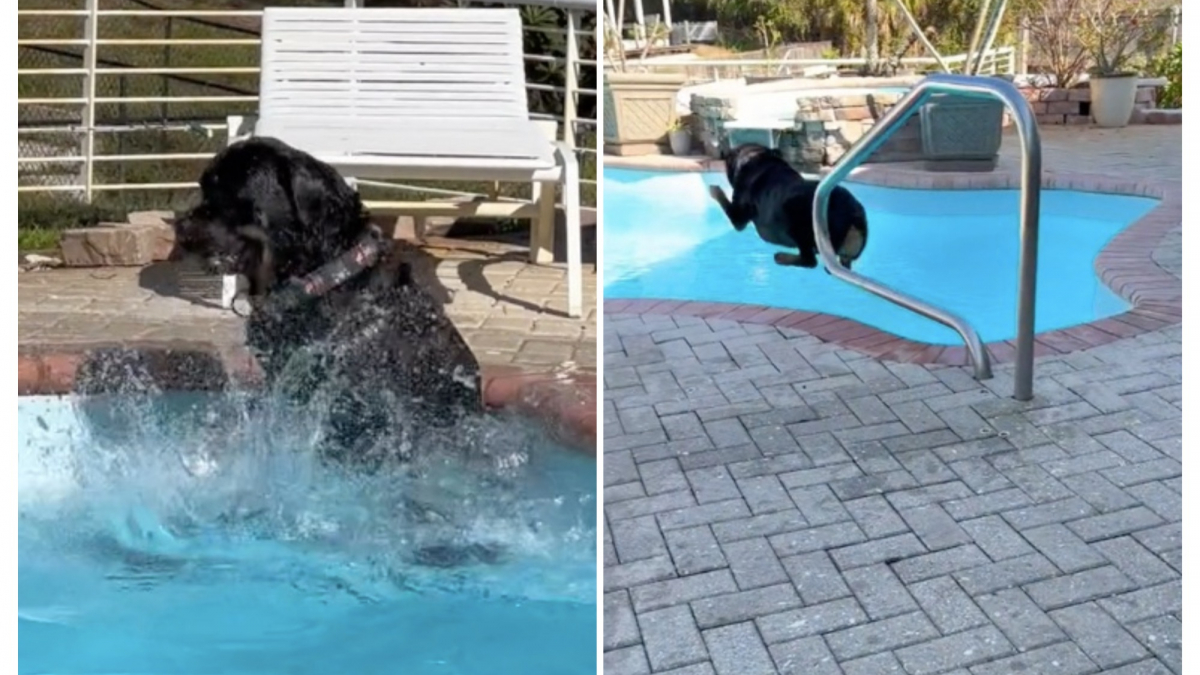 Illustration : "Ce Rottweiler est fou de joie lorsqu’on l’autorise à sauter dans la piscine (vidéo)"