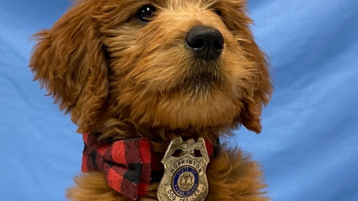 Illustration : "Un jeune Goldendoodle rejoint les rangs de la police en tant que chien d’assistance"
