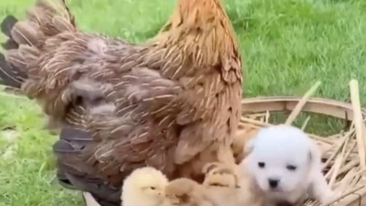 Illustration : "Un chiot confond une poule avec sa mère, mais le coq ne l’entend pas de cette oreille (vidéo)"