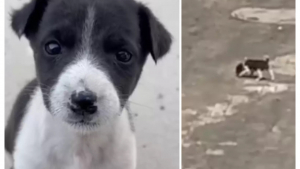 Illustration : "Un minuscule chiot abandonné couine de toutes ses forces pour attirer l’attention des sauveurs (vidéo)"