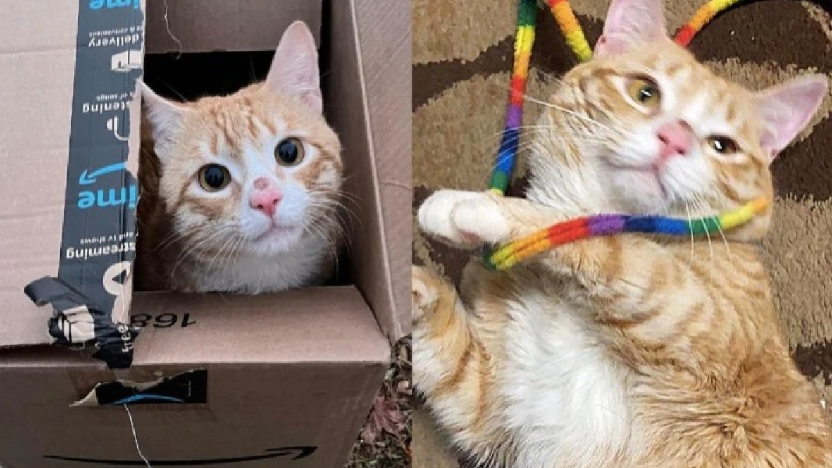 Illustration : "Ce chat errant n’avait qu’une boîte en carton pour se réfugier, il est aujourd’hui un matou d’intérieur épanoui"