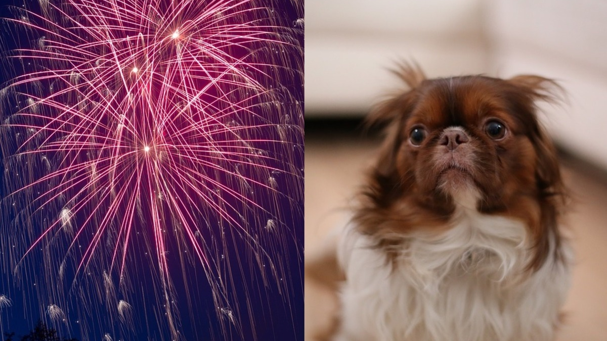 Illustration : "Des chercheurs veulent étudier l'impact des feux d'artifice sur la psychologie des chiens"