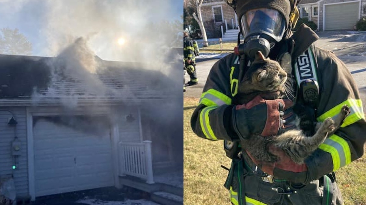 Illustration : "Une maison prend feu avec 2 chiens et un chat à l’intérieur, les pompiers interviennent en urgence"