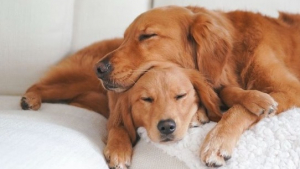 Illustration : "Une chienne à l’âme solitaire retrouve le sourire lorsque ses maîtres adoptent un nouveau chiot (vidéo)"