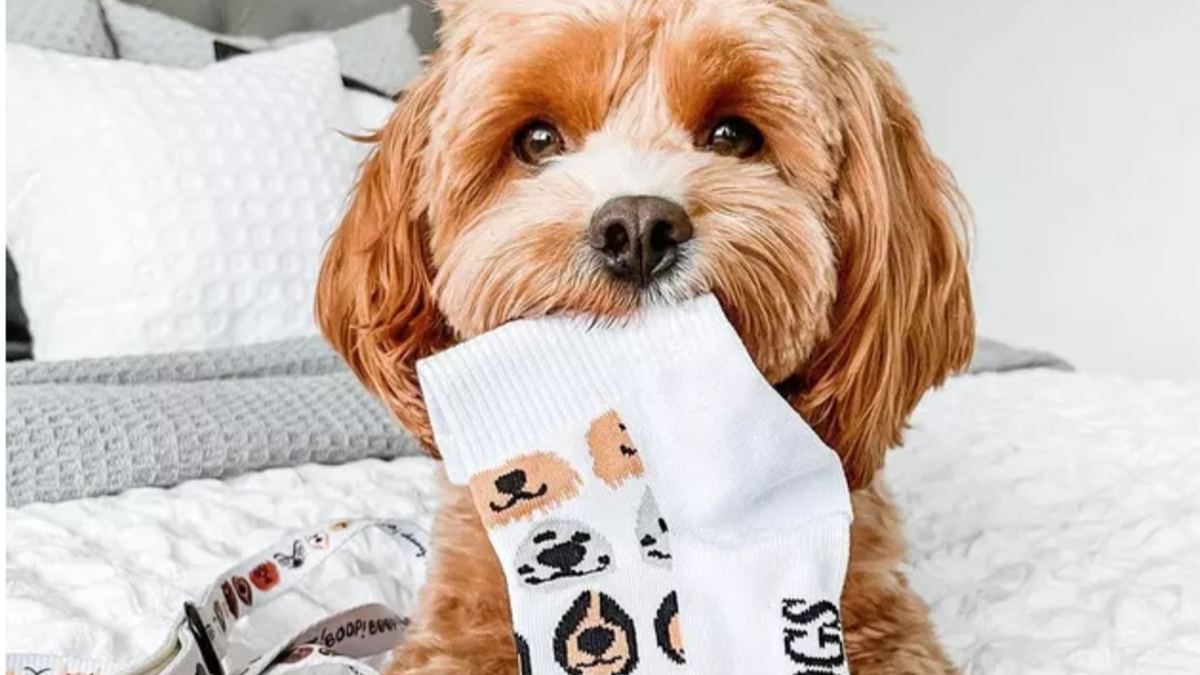 Illustration : "18 photos de chiens et de chats facétieux dont la spécialité est le vol de chaussettes"