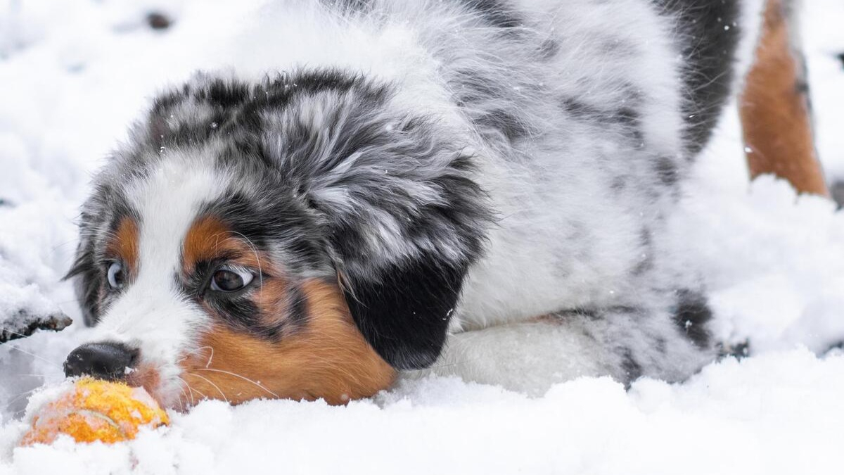 Illustration : "20 photos de chiens que la neige rend totalement fous de joie"