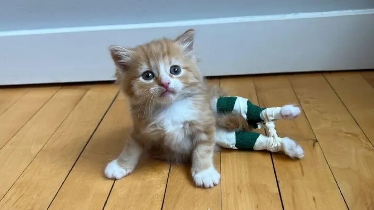 Illustration : "Un chaton porteur d’une maladie congénitale est déterminé à marcher et à sauter comme le font ses semblables (vidéo)"