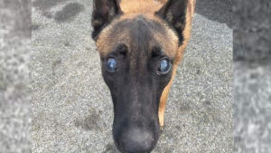 Illustration : Le sauvetage miraculeux d'un Malinois aveugle et abandonné en mer, découvert à temps par un pêcheur