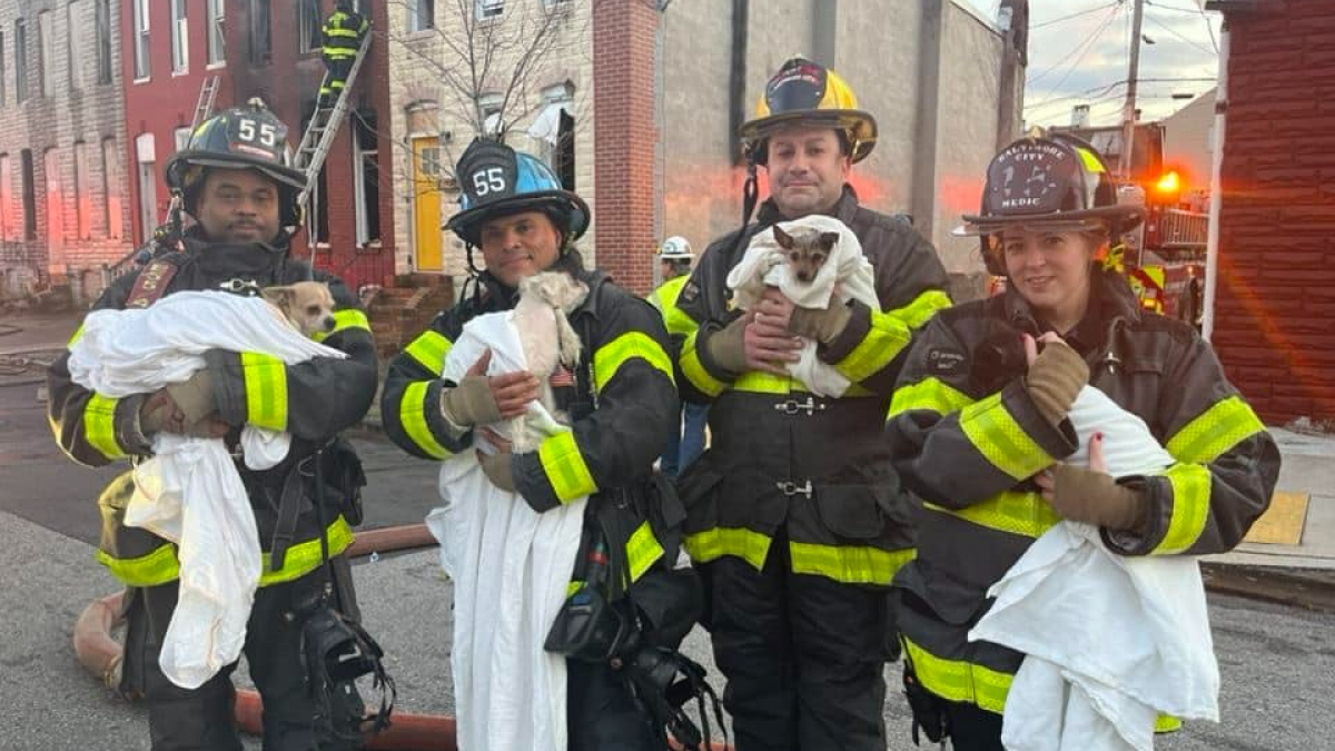 Illustration : "En tentant de maîtriser un incendie, les pompiers découvrent 3 chiens et un chat pris au piège"