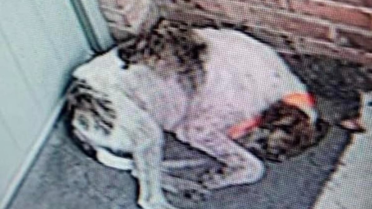 Illustration : "Une femme vole au secours d’une chienne errante après l’avoir repérée sur une caméra de surveillance (vidéo)"