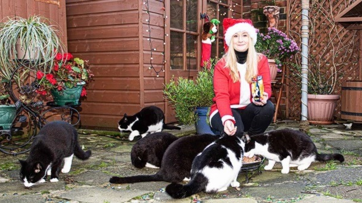 Illustration : "Cette femme vit en compagnie de 21 chats, et elle ne changerait son quotidien pour rien au monde"