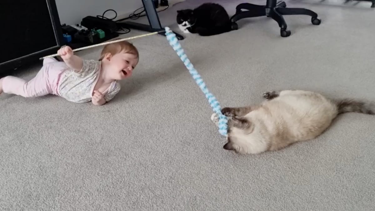 Illustration : "Cette petite fille explose de joie lorsqu’elle joue avec les 2 chats de sa maison (vidéo)"