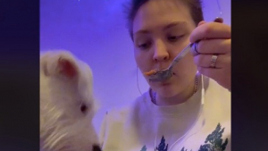 Illustration : "Ce chien traumatisé par son passé refuse de manger si son maître ne le fait pas avant lui (vidéo)"