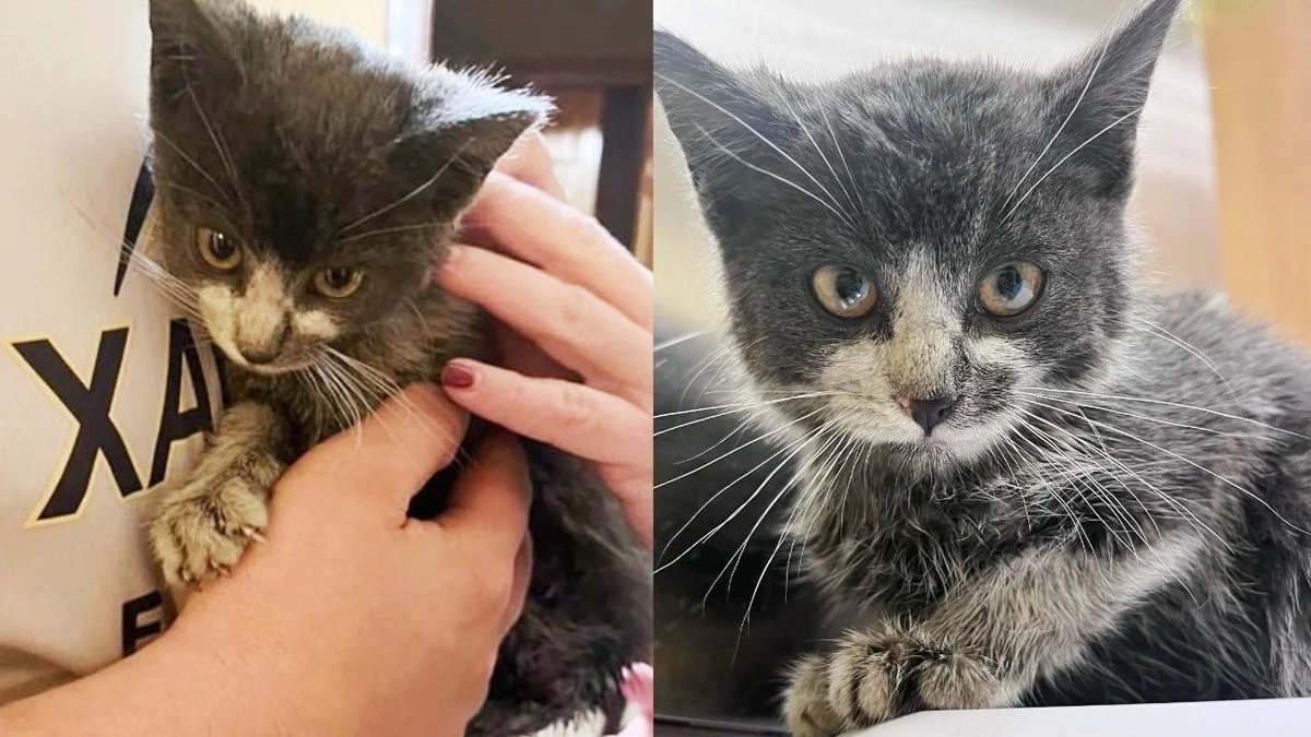 Illustration : "Un chaton grimpe in extremis à bord d’un camion de pompiers lors d’une intervention, et s’offre ainsi un nouveau départ"