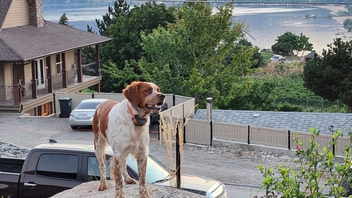 Illustration : "Un chien perdu est retrouvé coincé sous un rocher par son congénère, les pompiers interviennent en urgence"