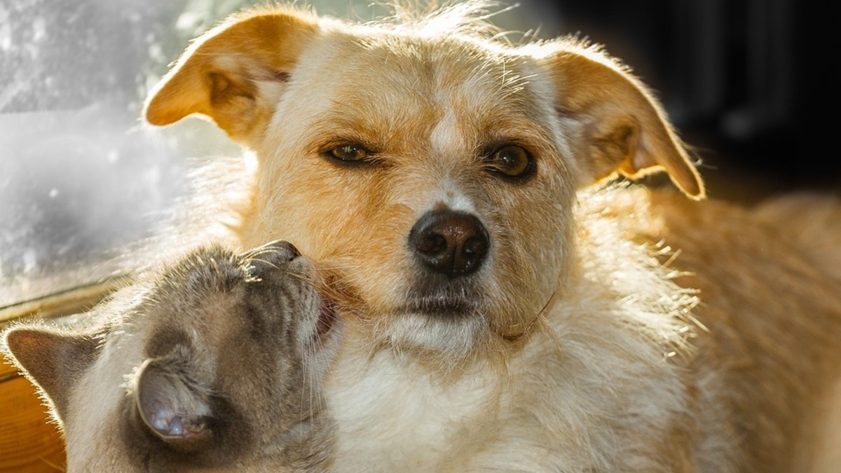 Illustration : "Des bénévoles portent secours à 2 chiens et un chat mal en point et enfermés dans un couloir"