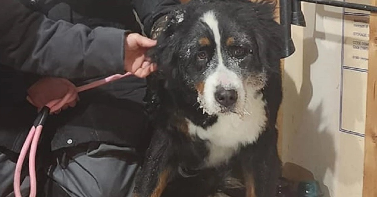 Runaway Dog Escapes All Rescue Attempts For 4 Days, But Volunteers’ Determination Never Failed