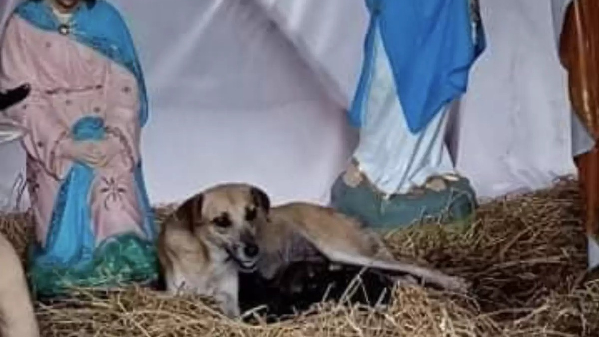 Illustration : "Une chienne élit domicile dans une crèche de Noël, un passant découvre qu'elle n'est pas seule"