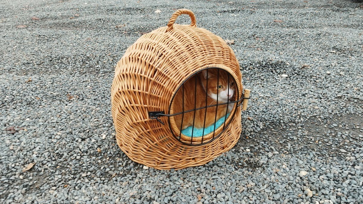 Illustration : "Le ras-le-bol de la SPA après la découverte d'un chat abandonné sur un parking"