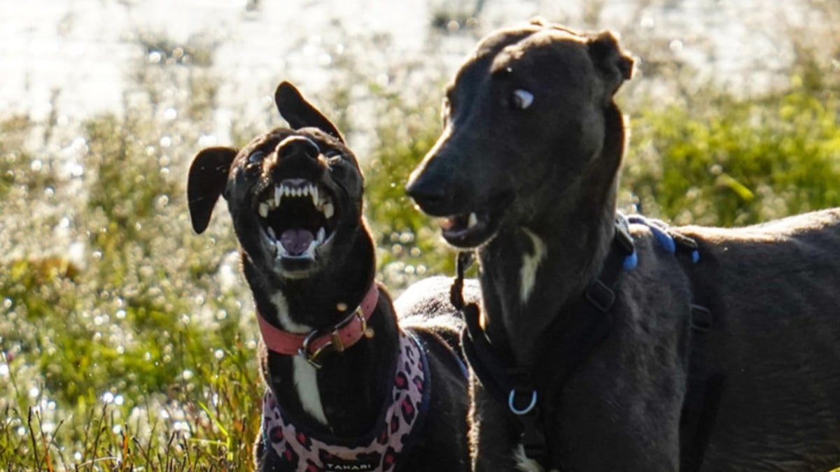 Illustration : "13 photos prouvant qu'avec les chiens et les chats, les jours se suivent et ne se ressemblent pas"