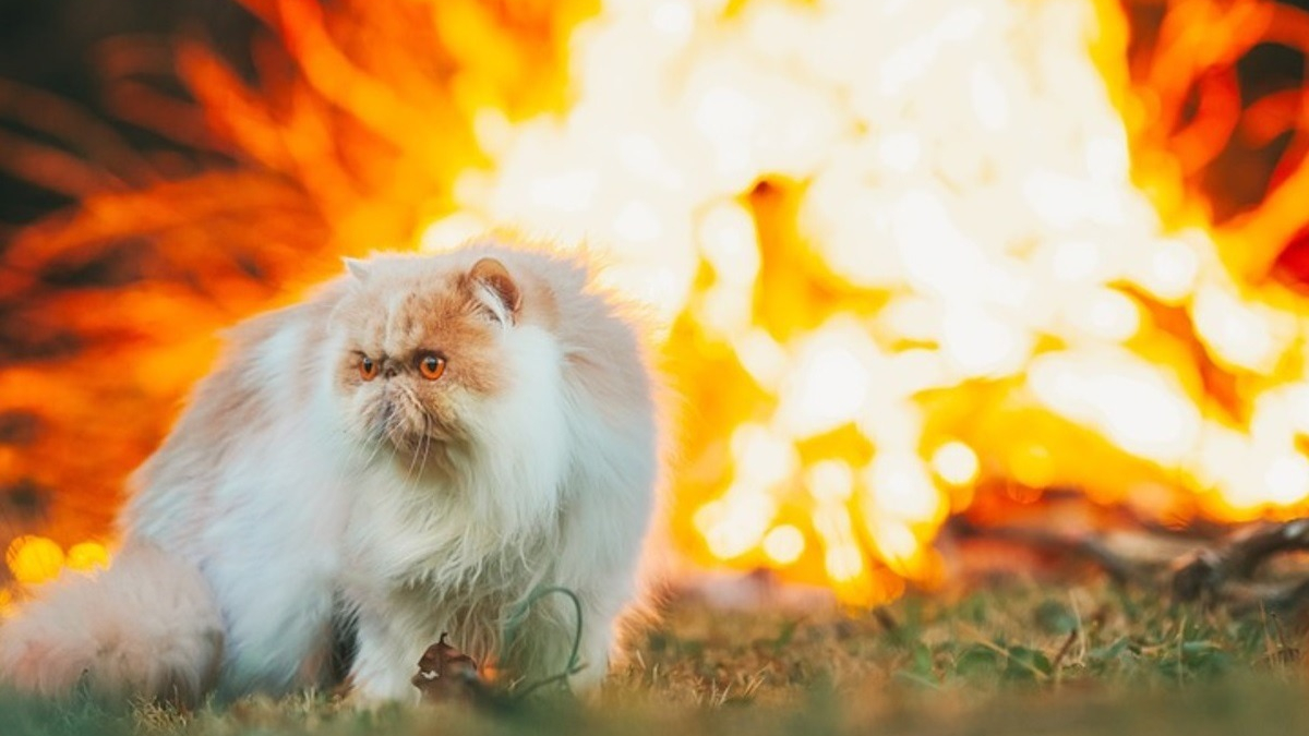 Illustration : "Un chat se retrouve cerné par les flammes, 3 membres de sa famille hospitalisés en tentant de le secourir"