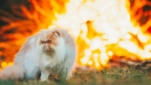 Illustration : "Un chat se retrouve cerné par les flammes, 3 membres de sa famille hospitalisés en tentant de le secourir"