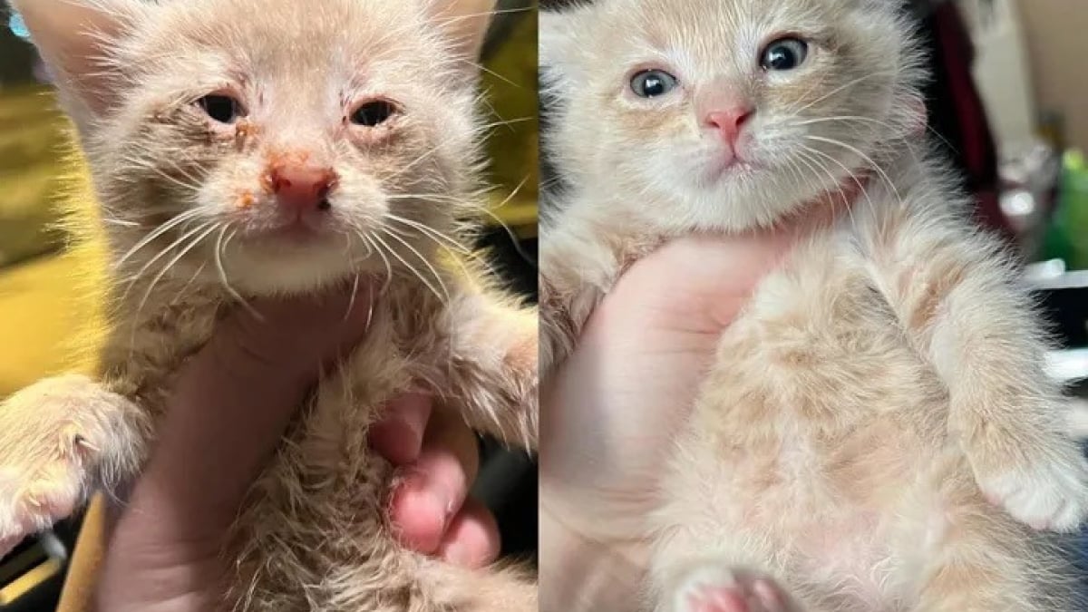 Illustration : "Ce chaton, orphelin et affamé lorsqu’il fut découvert, est aujourd’hui le plus gourmand des félins (vidéo)"