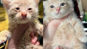 Illustration : Ce chaton, orphelin et affamé lorsqu’il fut découvert, est aujourd’hui le plus gourmand des félins (vidéo)