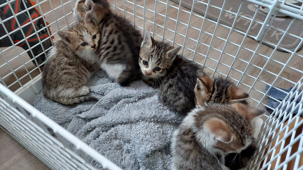 Illustration : "Une chatte se réfugie dans les combles d'un immeuble pour protéger ses chatons"