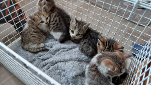Illustration : "Une chatte se réfugie dans les combles d'un immeuble pour protéger ses chatons"