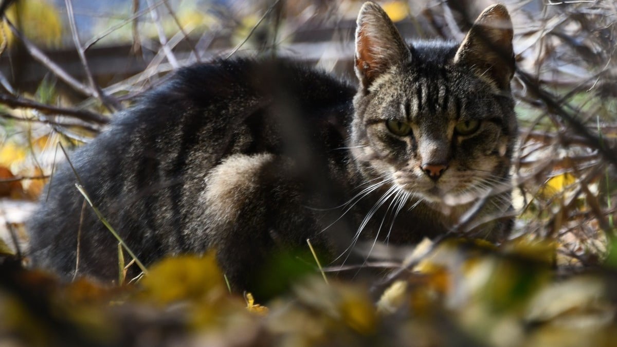 Illustration : "Mobilisation pour retrouver le chat d'un couple de campeurs néerlandais perdu depuis des semaines"