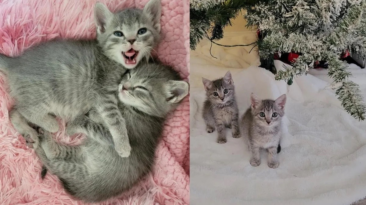 Illustration : "2 chatons retrouvés sur un chantier trouvent un toit chaleureux à l’approche de Noël"