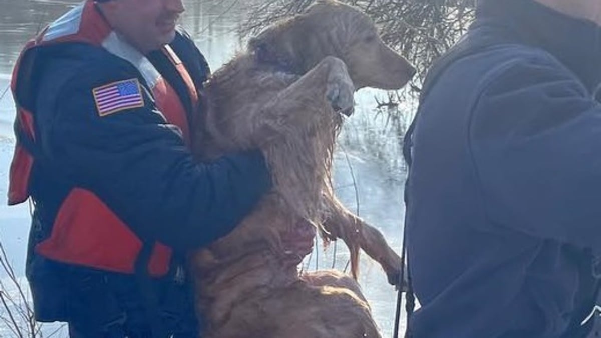 Illustration : "Un étang gelé piège un chien un peu trop curieux, les pompiers interviennent rapidement"