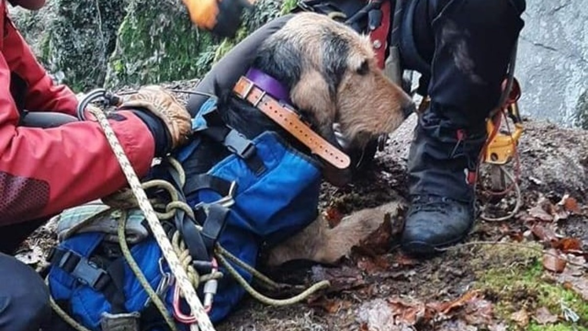 Illustration : "Un dispositif humain et matériel exceptionnel déployés par les secours pour un chien tombé dans un ravin"