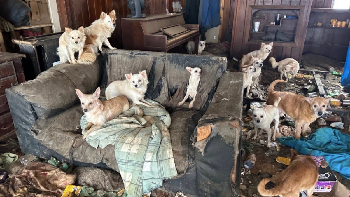 Illustration : "76 chiens en détresse absolue sont retrouvés dans une maison en ruine, leurs sauveteurs en restent scandalisés"