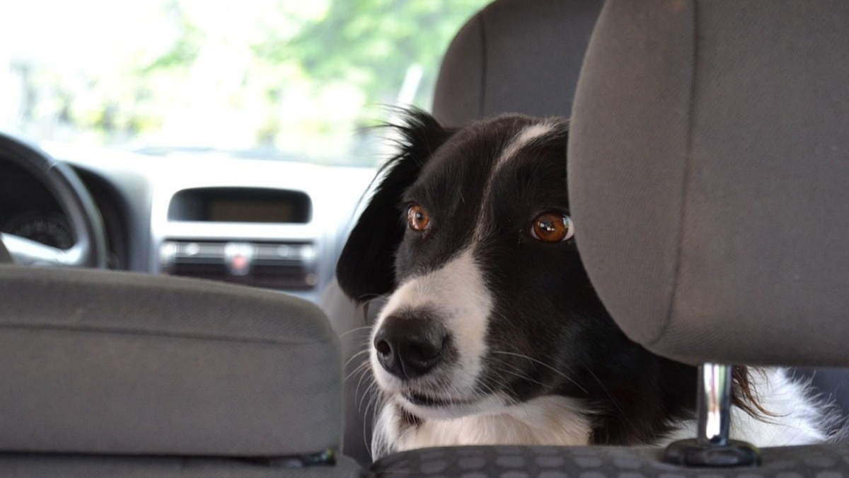 Illustration : "Un chien est laissé seul dans la voiture de son maître par près de 40°C, passants et policiers interviennent"