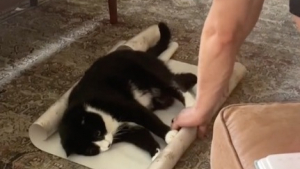 Illustration : "Ce chat fait preuve d’imagination pour empêcher son maître d’emballer ses cadeaux de Noël (vidéo)"