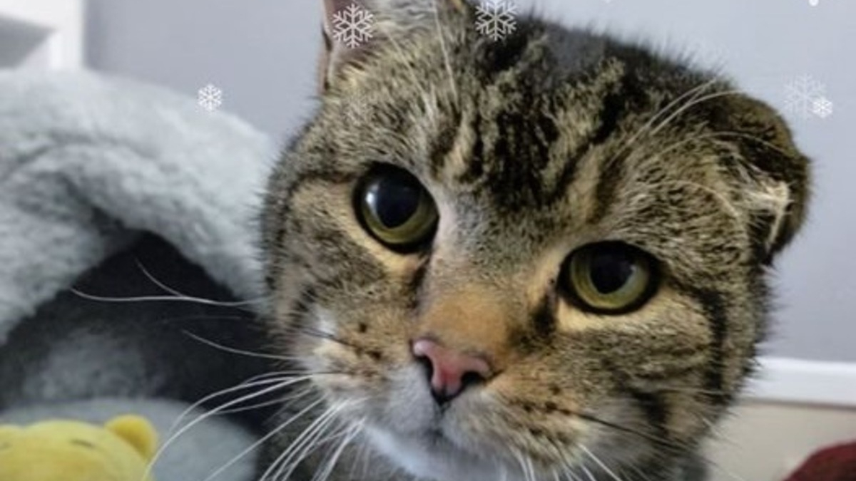 Illustration : "Un chat négligé par ses propriétaires et souffrant d'une infection à l'oreille reçoit l'aide salutaire des voisins"