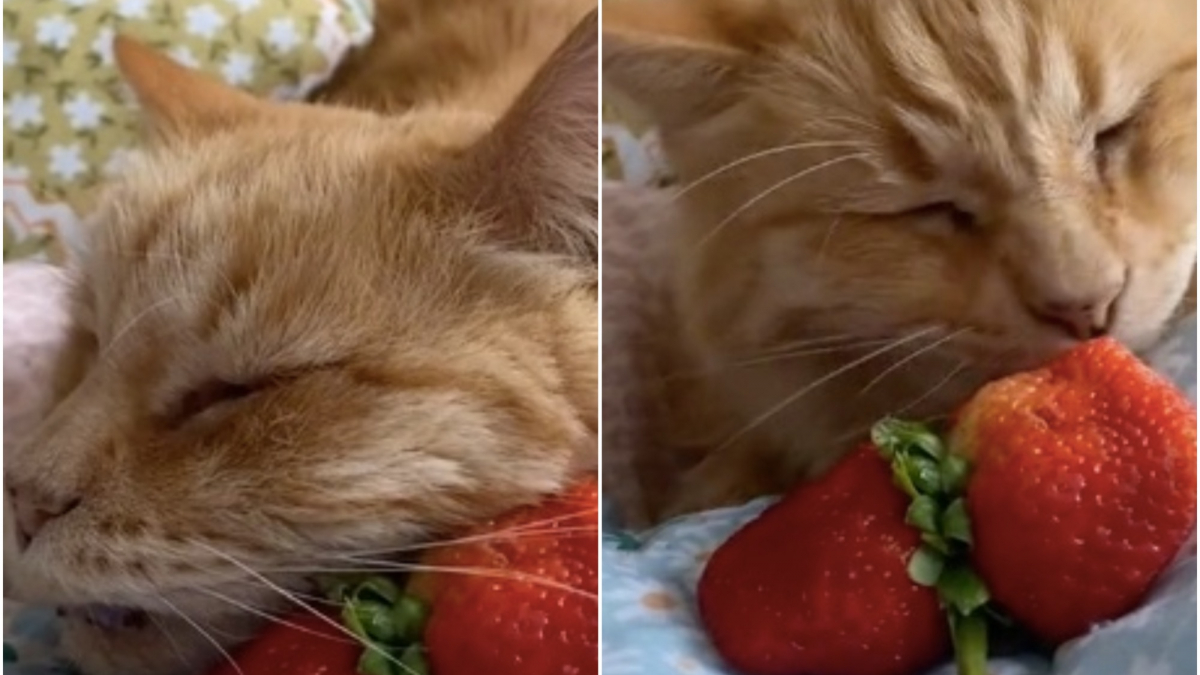 Illustration : "Ce chat, fan de fraises, a fait fondre des milliers d’internautes (vidéo)"