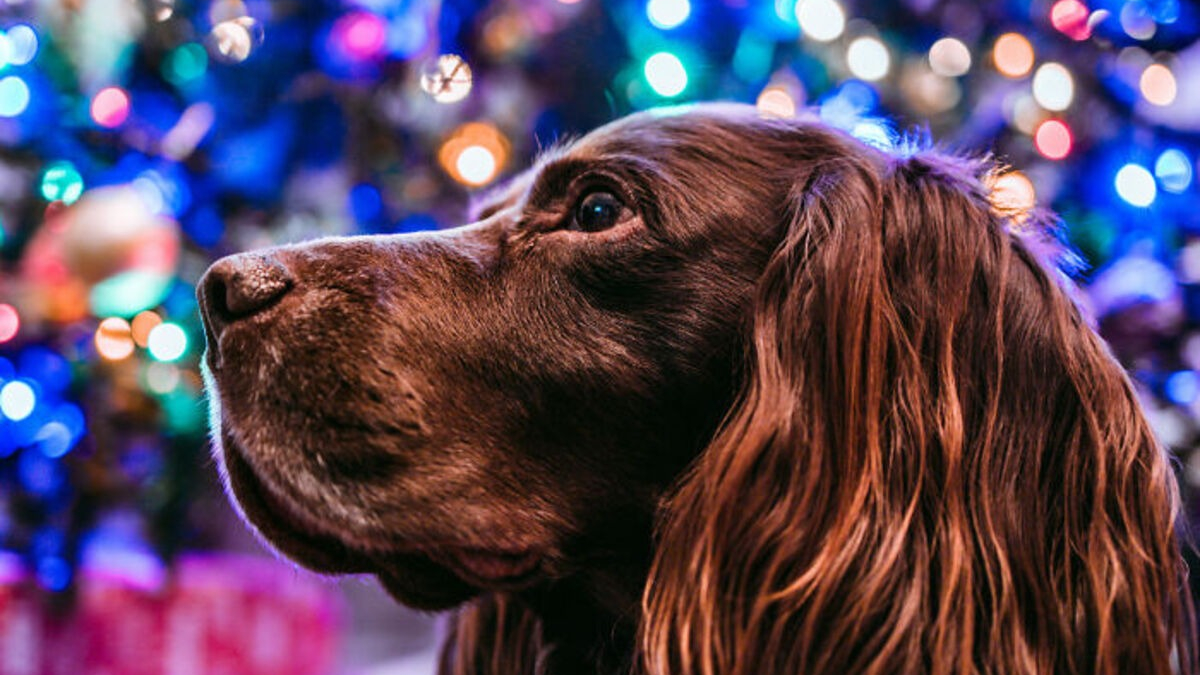 Illustration : "20 photos de chiens que l'atmosphère de Noël rend plus joyeux et excités que jamais"