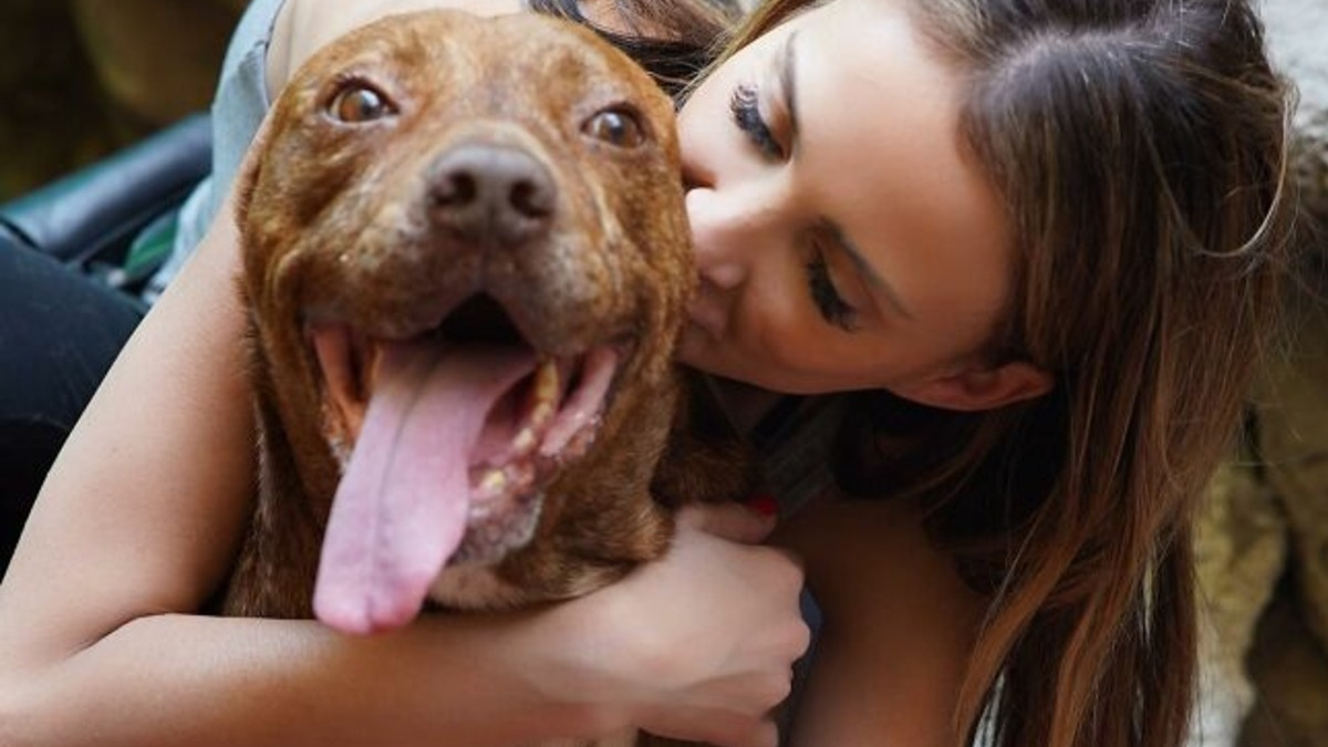 Illustration : "D'appât pour les combats canins à grand-frère bienveillant, l'émouvante destinée d'un Pitbull sauvé par une passionnée"