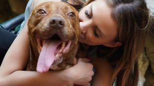 Illustration : "D'appât pour les combats canins à grand-frère bienveillant, l'émouvante destinée d'un Pitbull sauvé par une passionnée"