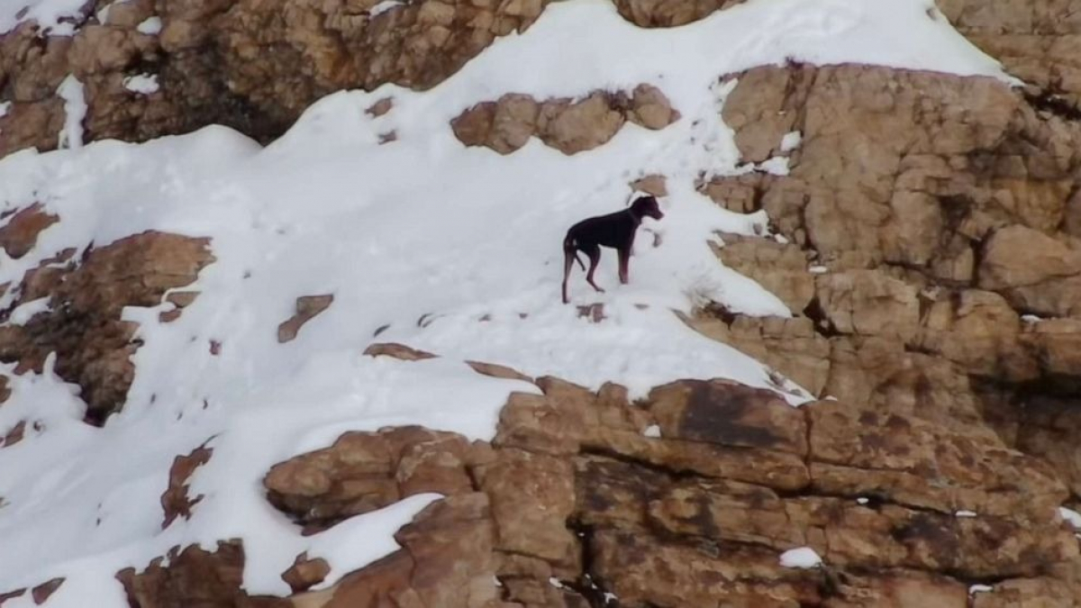 Illustration : "Une chienne se perd au milieu d’un canyon enneigé, des bénévoles se mobilisent pour la sauver"