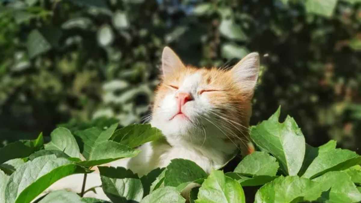 Illustration : "20 photos de chats s'offrant un agréable bain de soleil"