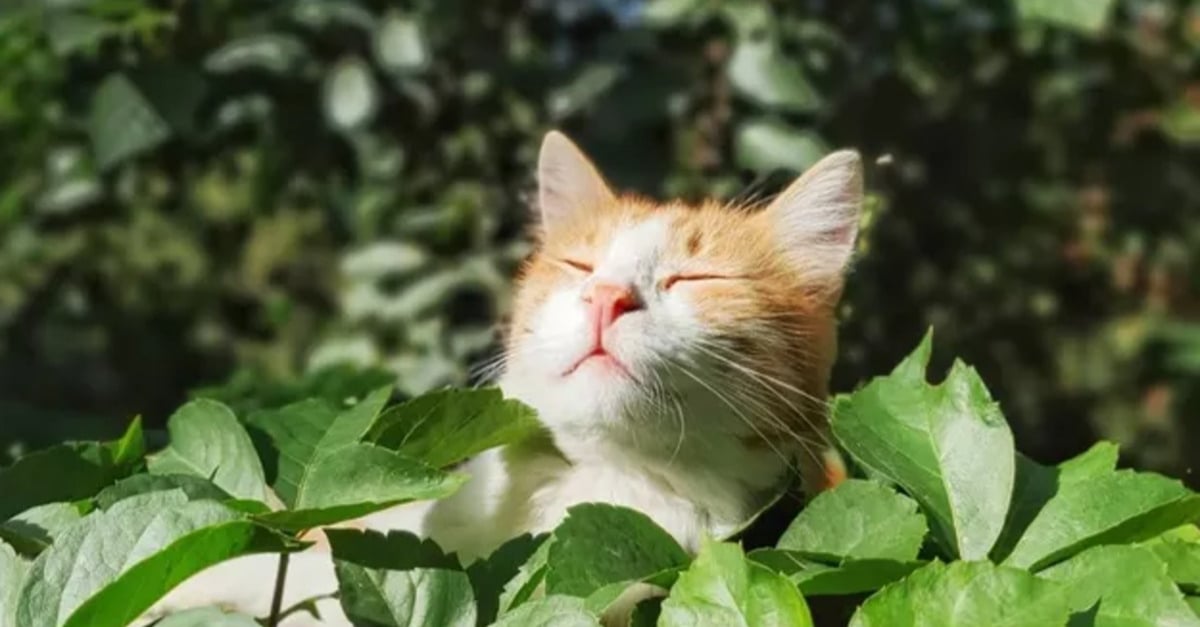 20 photos de chats s'offrant un agréable bain de soleil — free download